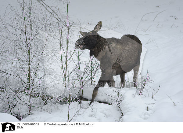 Elch / moose / DMS-06509