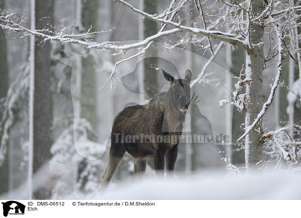 Elch / moose / DMS-06512