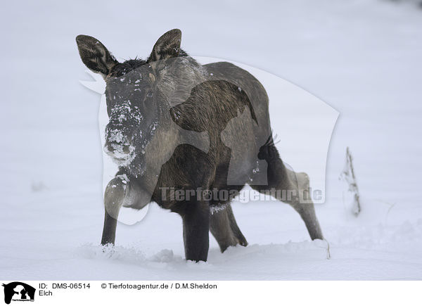 Elch / moose / DMS-06514