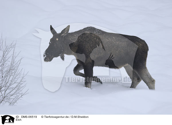 Elch / moose / DMS-06519