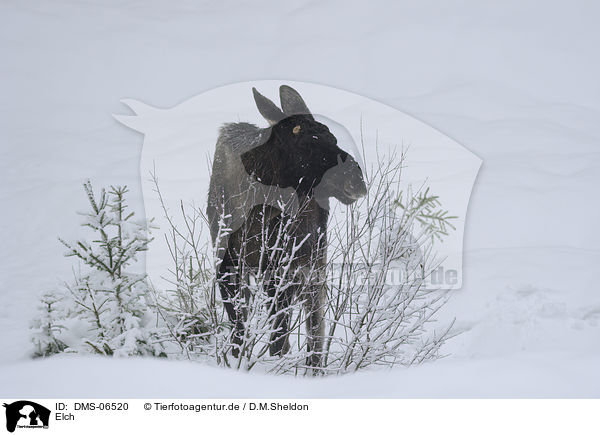 Elch / moose / DMS-06520