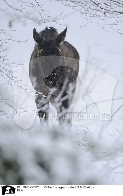 Elch / moose / DMS-06521