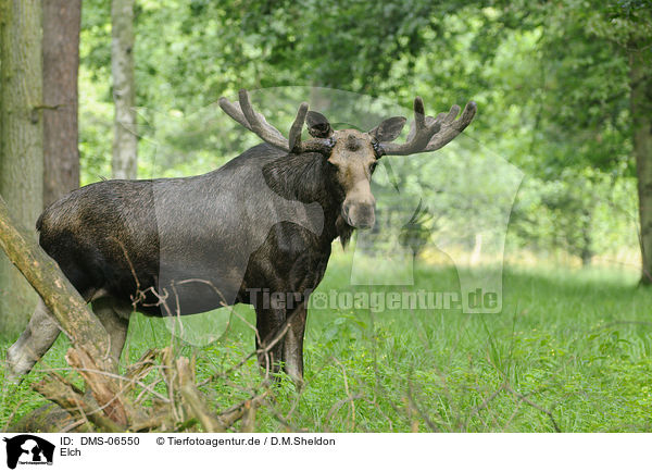 Elch / moose / DMS-06550