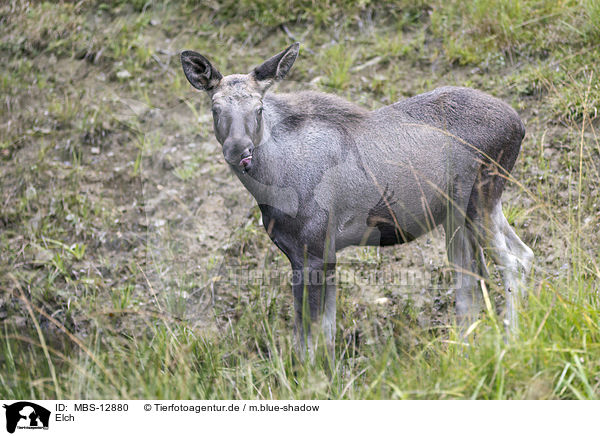 Elch / moose / MBS-12880