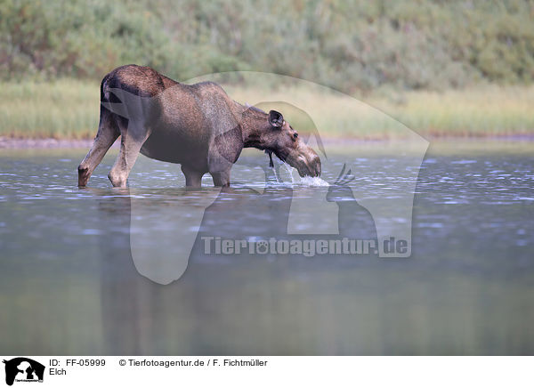 Elch / moose / FF-05999