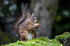 Europ�isches Eichh�rnchen