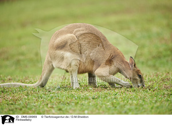 Flinkwallaby / agile wallaby / DMS-08969