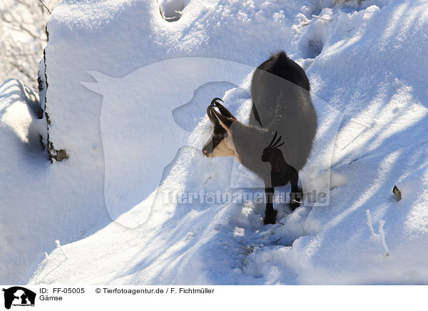 G�mse / chamois / FF-05005