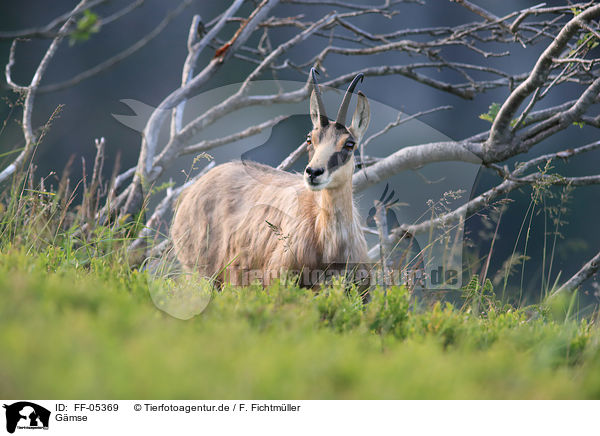 G�mse / chamois / FF-05369