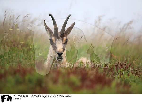 G�mse / chamois / FF-05451