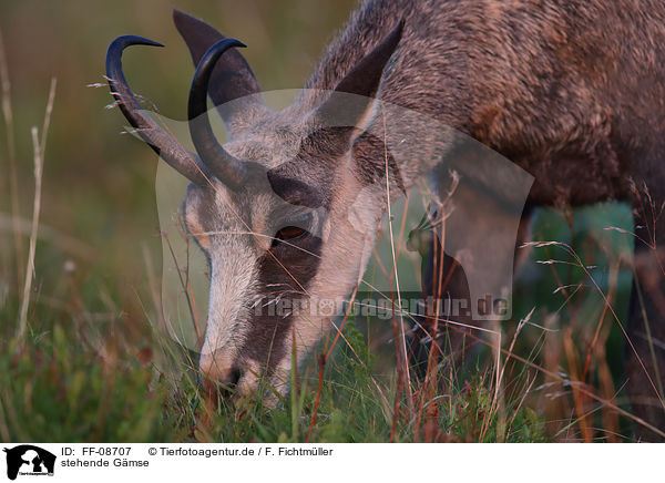 stehende G�mse / standing Chamois / FF-08707