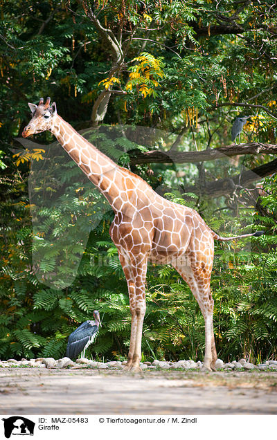 Giraffe / Giraffe / MAZ-05483