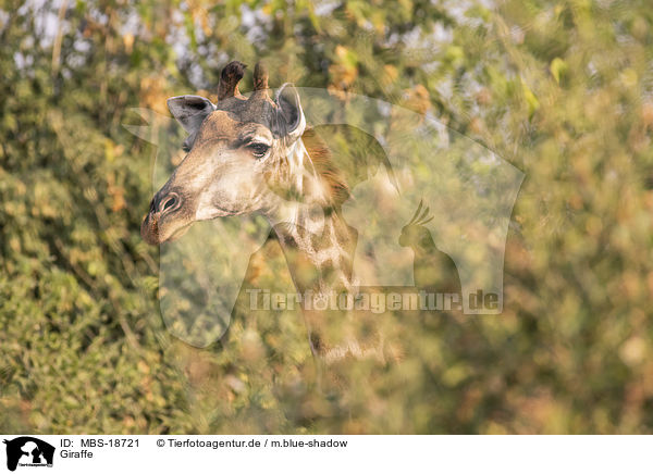 Giraffe / Giraffe / MBS-18721