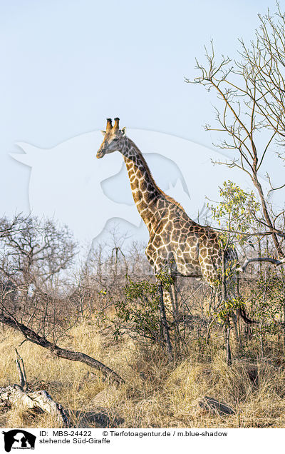 stehende S�d-Giraffe / standing Giraffe / MBS-24422
