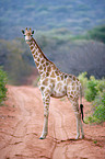 Giraffe