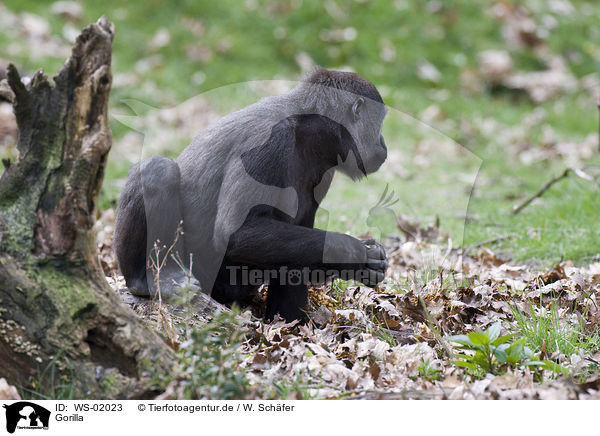 Gorilla / Gorilla / WS-02023