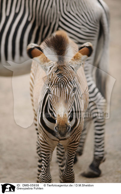 Grevyzebra Fohlen / young Grevys zebra / DMS-05938