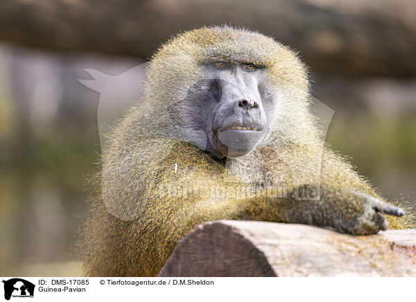 Guinea-Pavian / Guinea-Pavian / DMS-17085