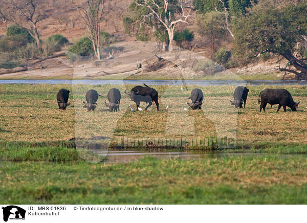 Kaffernb�ffel / Cape bufallo / MBS-01836