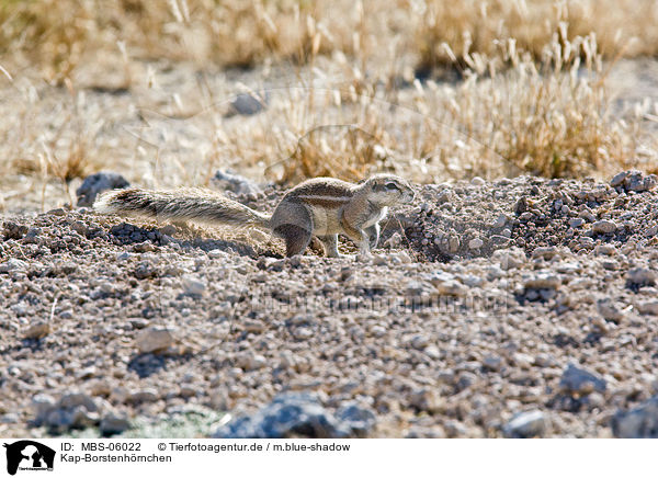 Kap-Borstenh�rnchen / ground squirrel / MBS-06022