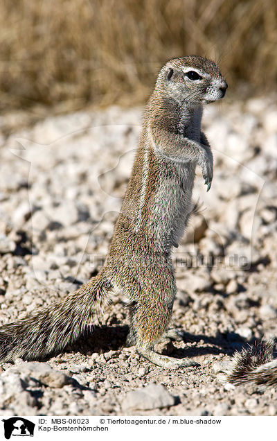 Kap-Borstenh�rnchen / ground squirrel / MBS-06023