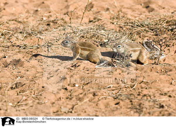 Kap-Borstenh�rnchen / ground squirrels / MBS-06024