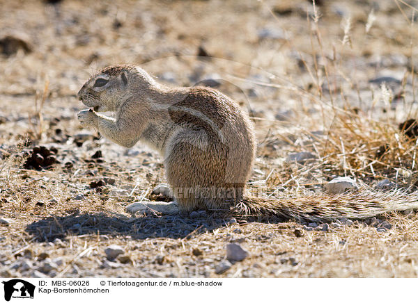 Kap-Borstenh�rnchen / ground squirrel / MBS-06026