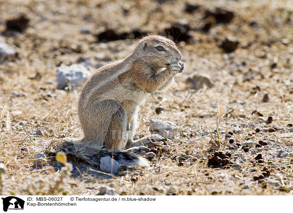 Kap-Borstenh�rnchen / ground squirrel / MBS-06027