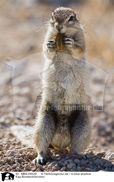 Kap-Borstenh�rnchen / ground squirrel / MBS-06029