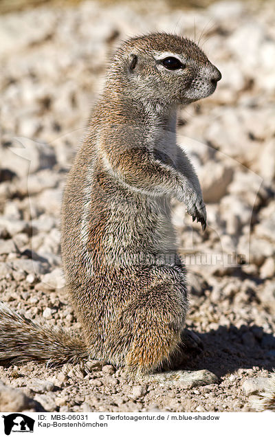 Kap-Borstenh�rnchen / ground squirrel / MBS-06031