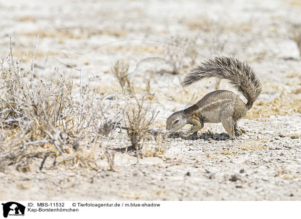 Kap-Borstenh�rnchen / Cape ground squirrel / MBS-11532