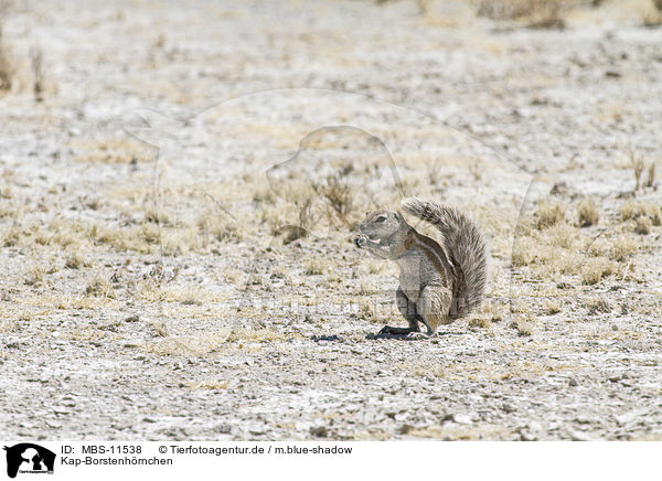 Kap-Borstenh�rnchen / Cape ground squirrel / MBS-11538