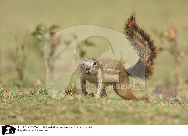 Kap-Borstenh�rnchen / Cape ground squirrel / DV-03224