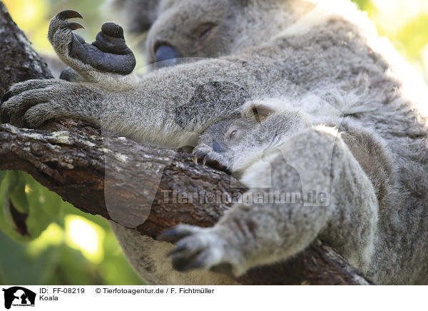 Koala / Koala / FF-08219