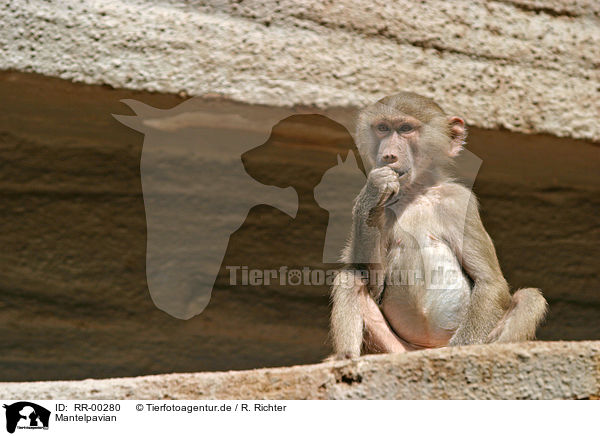 Mantelpavian / RR-00280