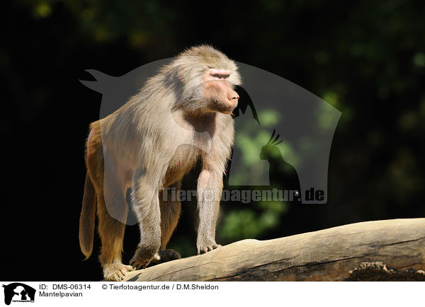Mantelpavian / hamadryas baboon / DMS-06314