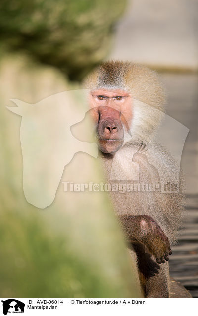 Mantelpavian / hamadryas baboon / AVD-06014