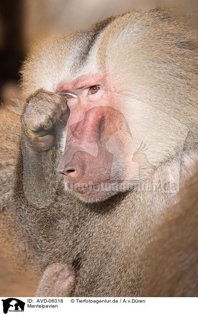 Mantelpavian / hamadryas baboon / AVD-06018