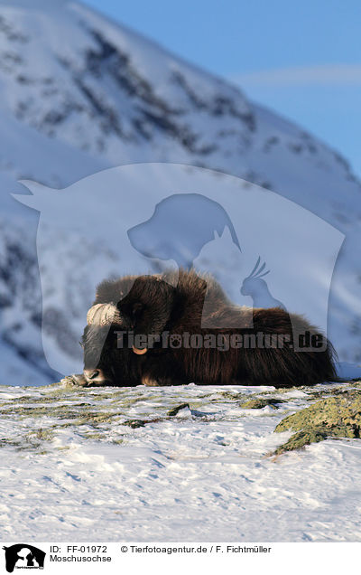 Moschusochse / musk ox / FF-01972