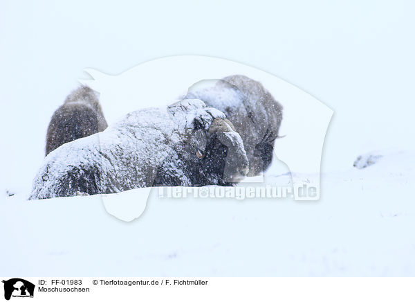 Moschusochsen / musk oxes / FF-01983