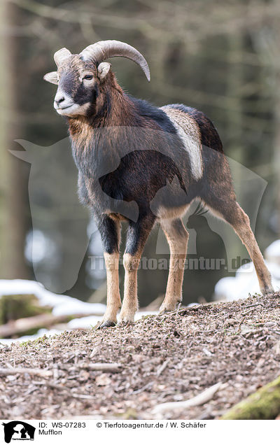 Mufflon / moufflon / WS-07283