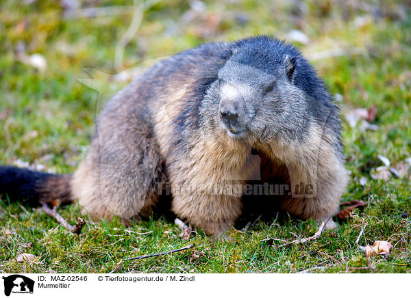 Murmeltier / marmot / MAZ-02546