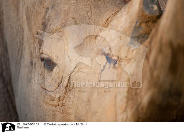 Nashorn / rhino / MAZ-05152