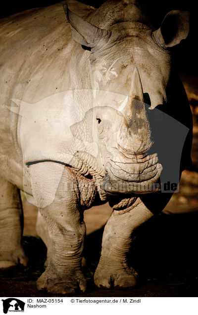 Nashorn / rhino / MAZ-05154