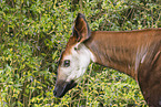 Okapi