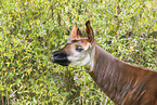 Okapi