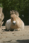 Przewalski Wildpferd beim d�sen