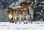 Przewalski Wildpferde