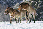 Przewalski Wildpferde