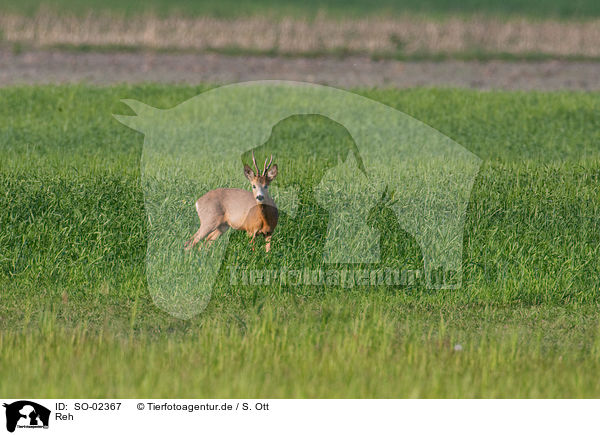Reh / roa deer / SO-02367